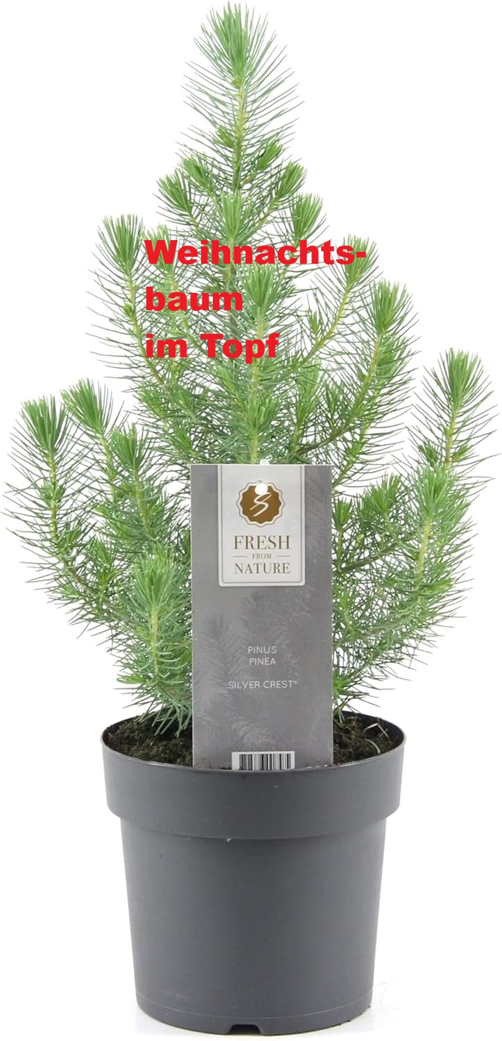 Sidebar Banner von xmas